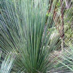 Xanthorrhoea a grass like plant